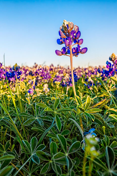 Wimberley Puzzle Company Lone Bluebonnet | Wooden Wildflower Puzzle | 250, 500, 1000 Pieces