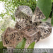 DND DICE Elven Transparent & Black Dice Set