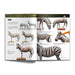 AK Interactive AK518 Learning Series 14: Painting Animal Figures (Softcover)