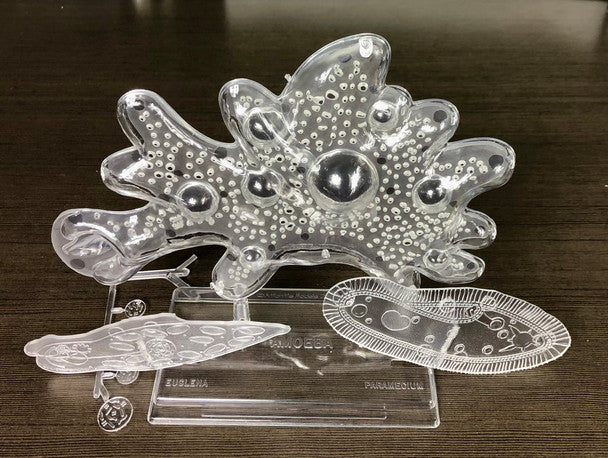 Atlantis Models L3800 1000/1 Amoeba Single Cell STEM Model Kit