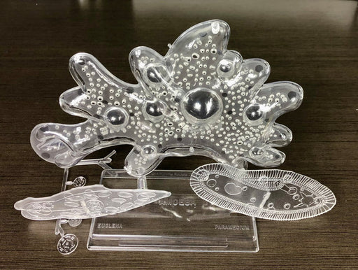 Atlantis Models L3800 1000/1 Amoeba Single Cell STEM Model Kit