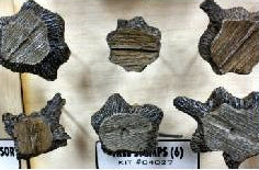 Bar Mills Scale Model Works 4027 O Scale Cut Tree Stumps (6 Pack of Castings)