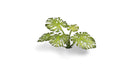 Gamer Grass 790002 Monstera Laser Cut Plants (47 Pack)