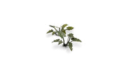 Gamer Grass 790071 Lords-and-Ladies Laser Cut Plants (103)