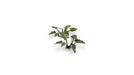 Gamer Grass 790071 Lords-and-Ladies Laser Cut Plants (103)