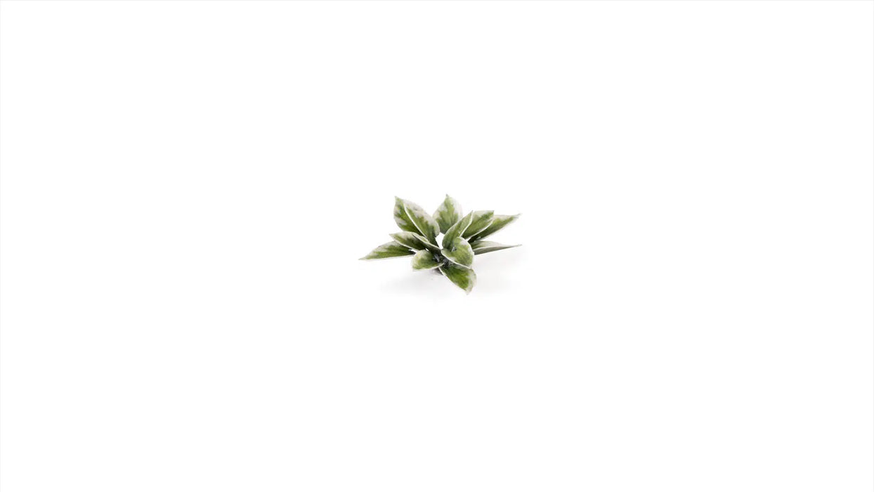 Gamer Grass 790125 Plantain Lily Laser Cut Plants (57 Pack)