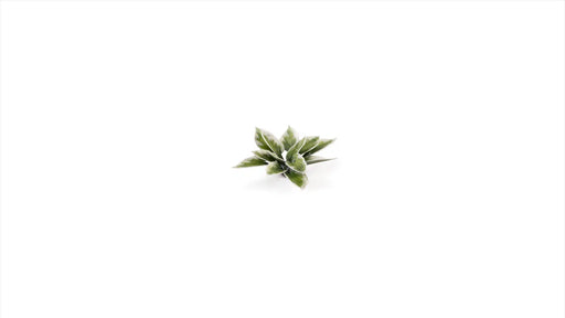 Gamer Grass 790125 Plantain Lily Laser Cut Plants (57 Pack)