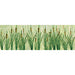 JTT 95535 Cattails 3/4" tall HO Scale, 24 Pack