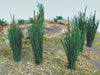 JTT Scenery Products 32505 3/4" Cattails (24 Pack)