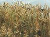 JTT Scenery Products 32508 1" Wheat (40 Pack)