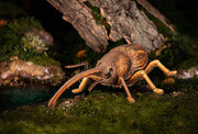 Make Bug B0004 Weevil 3D Puzzle Bring Nature Home