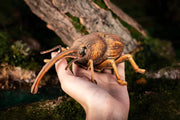 Make Bug B0004 Weevil 3D Puzzle Bring Nature Home