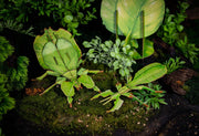 Make Bug C0002 Leaf Insect 3D Puzzle Bring Nature Home
