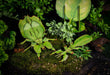 Make Bug C0002 Leaf Insect 3D Puzzle Bring Nature Home