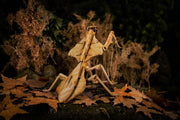 Make Bug C0004 Dead Leaf Mantis 3D Puzzle Bring Nature Home