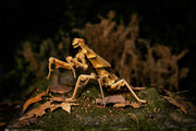 Make Bug C0004 Dead Leaf Mantis 3D Puzzle Bring Nature Home