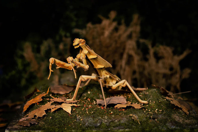 Make Bug C0004 Dead Leaf Mantis 3D Puzzle Bring Nature Home
