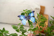 Make Bug C0007 Helena Morpho Butterfly 3D Puzzle Bring Nature Home
