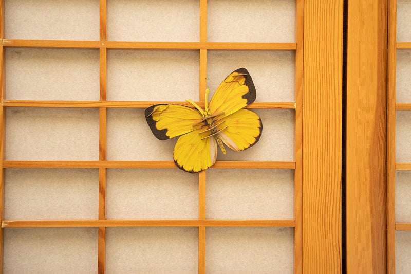 Make Bug C0008 Common Grass Yellow Butterfly 3D Puzzle Bring Nature Home
