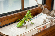 Make Bug C0013 Giant Praying Mantis 3D Kraft Paper Puzzle