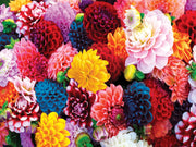 MasterPieces 31988 Brilliance: Beautiful Blooms 550 Piece Puzzle