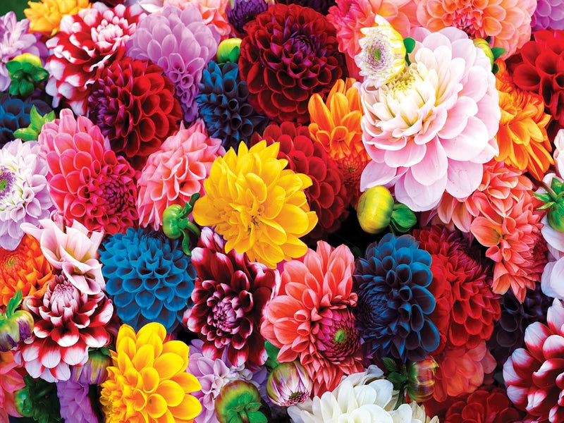 MasterPieces 31988 Brilliance: Beautiful Blooms 550 Piece Puzzle