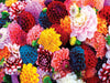 MasterPieces 31988 Brilliance: Beautiful Blooms 550 Piece Puzzle