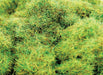 Peco / WWSCENICS Spring Static Grass