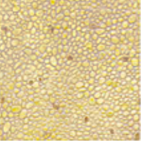 Plastruct Model Parts 91584 PS-76 N Scale Random Polished Stone Sheet (2 Pack)