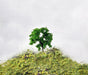 Rock Island Hobby 24100 Deciduous Trees 5 Pack