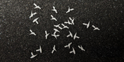 Tangent Scale Models 211 HO Scale Pigeons 24 Pack