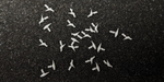 Tangent Scale Models 211 HO Scale Pigeons 24 Pack