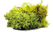 The Army Painter BF4116P Battlefield: Basing Summer Undergrowth 150ml