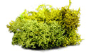 The Army Painter BF4116P Battlefield: Basing Summer Undergrowth 150ml
