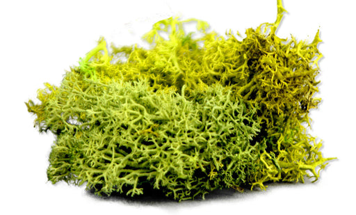 The Army Painter BF4116P Battlefield: Basing Summer Undergrowth 150ml