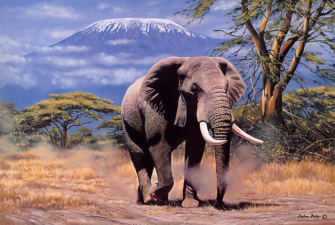Tomax 100-119 Elephant In Amboseli 1000 Piece Puzzle