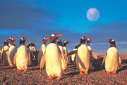 Tomax 100-130 Penguin World 1000 Piece Puzzle