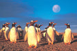 Tomax 100-130 Penguin World 1000 Piece Puzzle