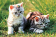 Tomax 100-136 Loveable Kittens 1000 Piece Puzzle