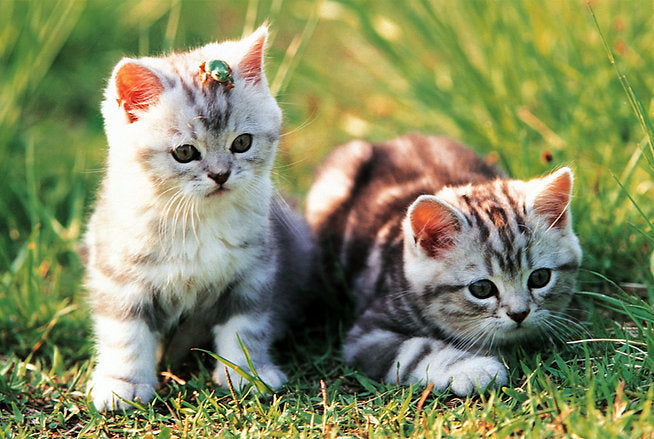 Tomax 100-136 Loveable Kittens 1000 Piece Puzzle