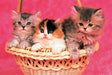 Tomax 100-137 Kittens 1000 Piece Puzzle