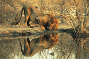 Tomax 100-148 Male Lion 1000 Piece Puzzle