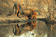 Tomax 100-148 Male Lion 1000 Piece Puzzle