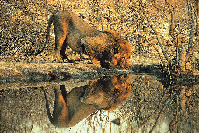 Tomax 100-148 Male Lion 1000 Piece Puzzle