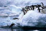 Tomax 100-181 Penguins Puzzle 1000 Piece Puzzle