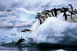 Tomax 100-181 Penguins Puzzle 1000 Piece Puzzle