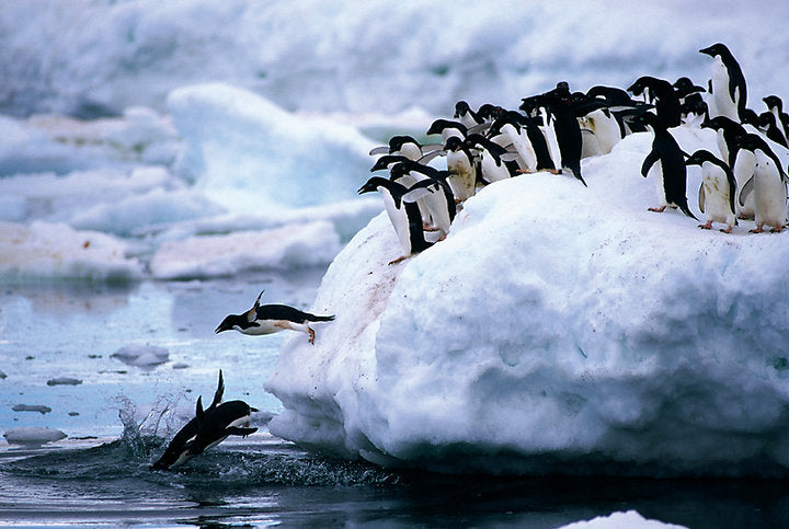 Tomax 100-181 Penguins Puzzle 1000 Piece Puzzle