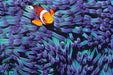 Tomax 100-284 Anemone and Clown Fish 1000 Piece Puzzle