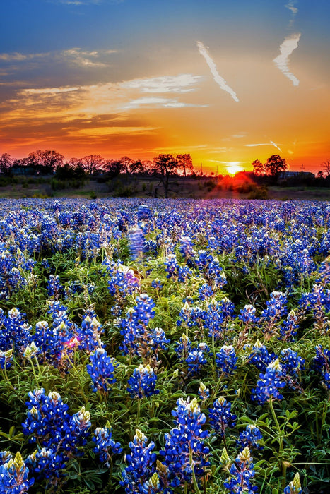 Wimberley Puzzle Company A Bluebonnet Sunset | Wooden Wildflower Puzzle | 250, 500, 1000 Pieces