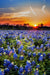 Wimberley Puzzle Company A Bluebonnet Sunset | Wooden Wildflower Puzzle | 250, 500, 1000 Pieces